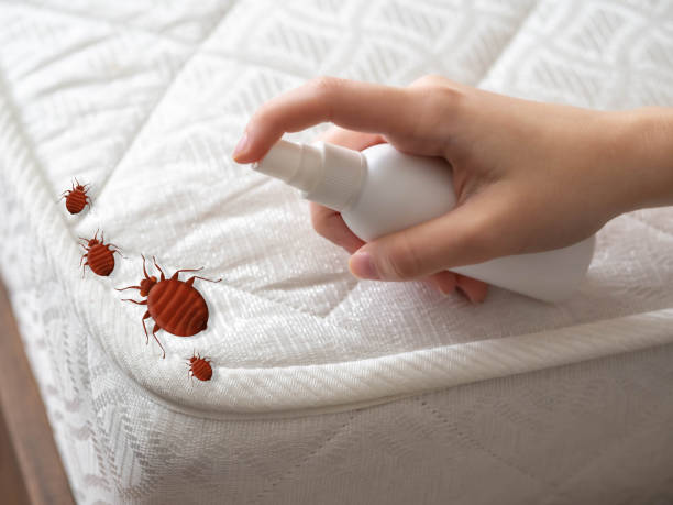 Best Spider Control Near Me  in Union Springs, NY